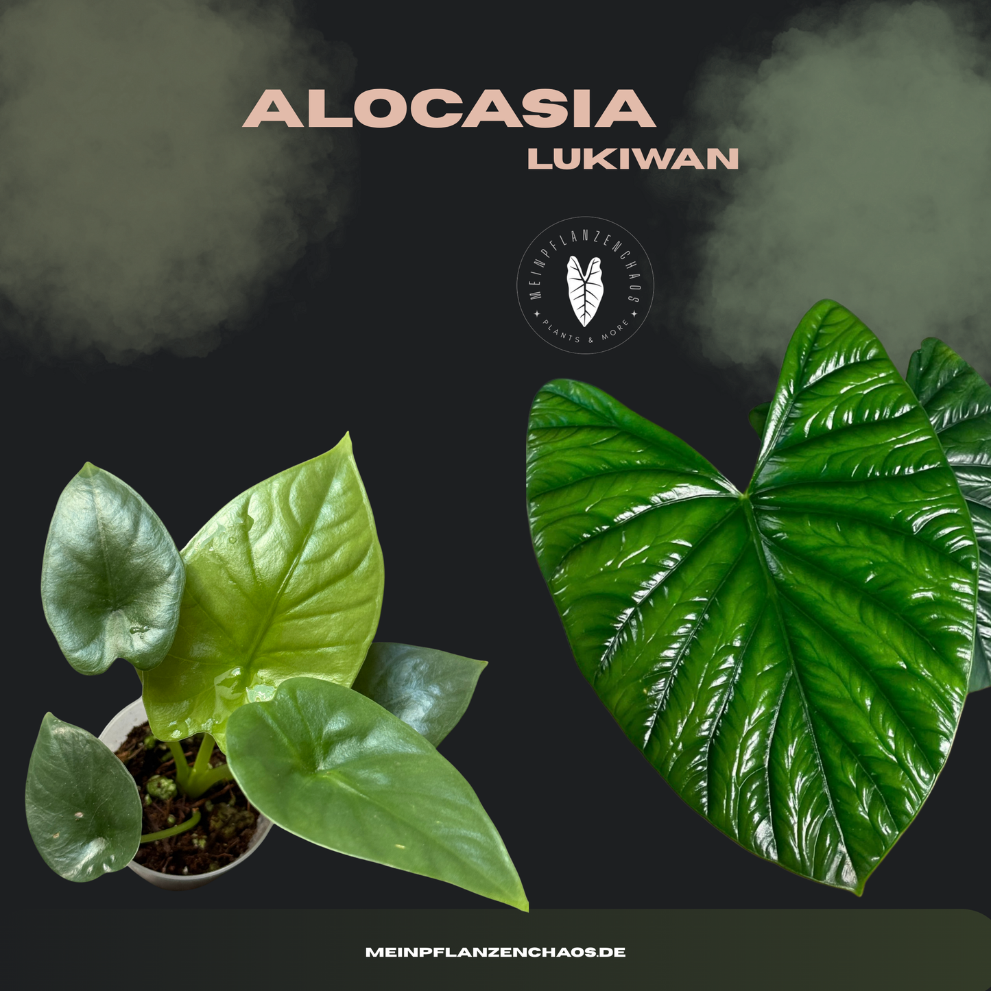 Alocasia Lukiwan