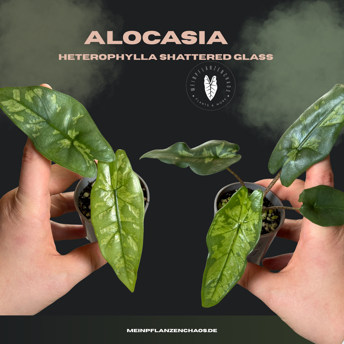 Alocasia Shattered Glass