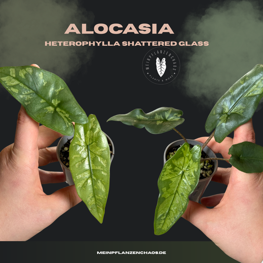 Alocasia Shattered Glass