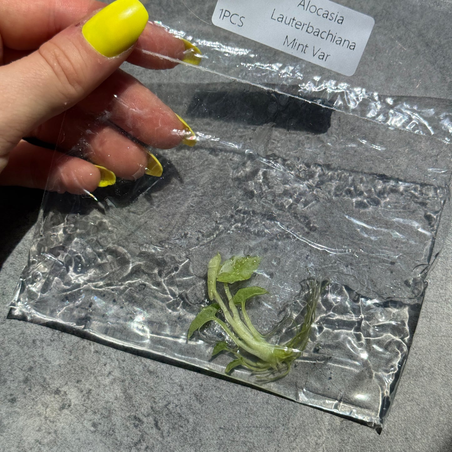 TC Alocasia Lauterbachiana Mint