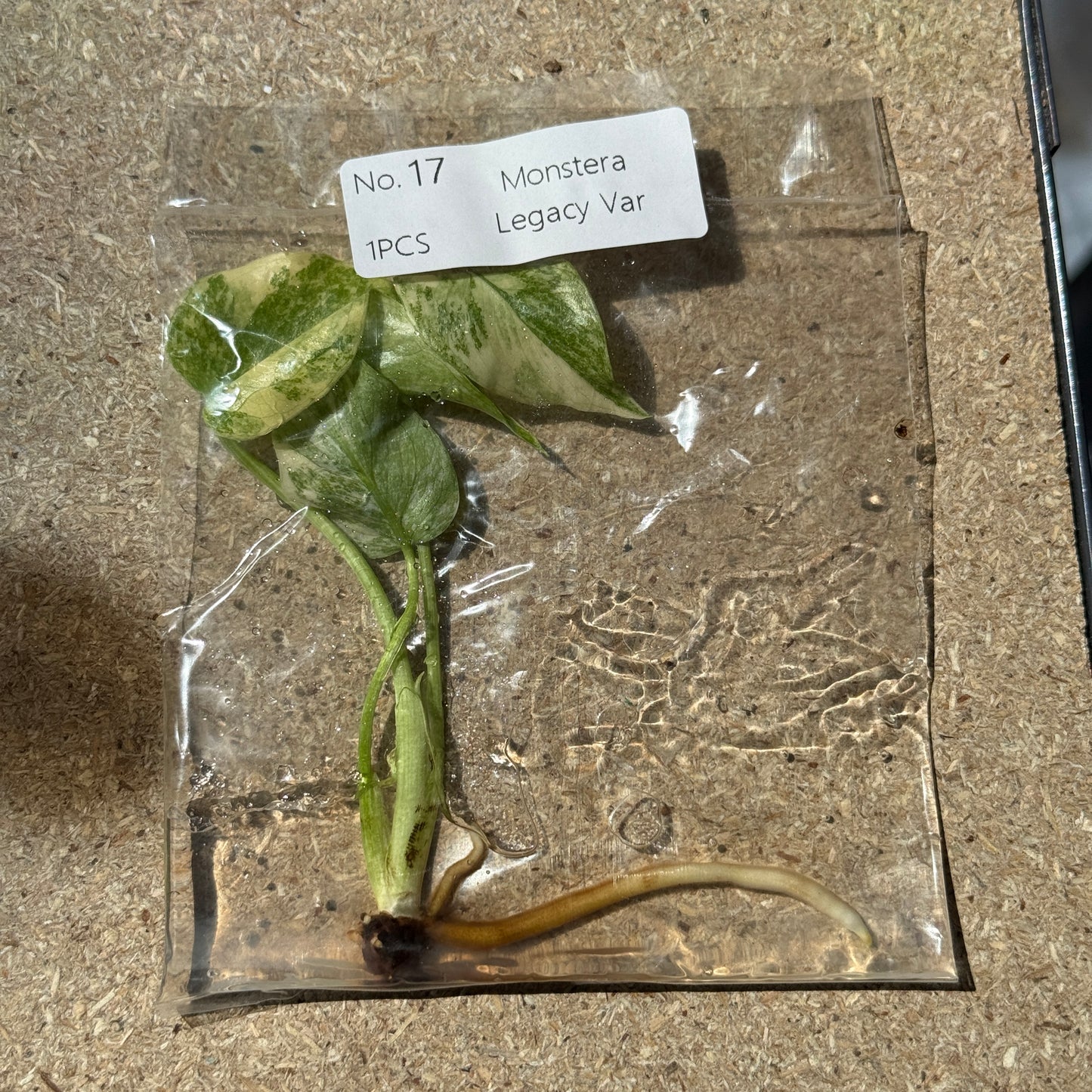TC Monstera Legacy