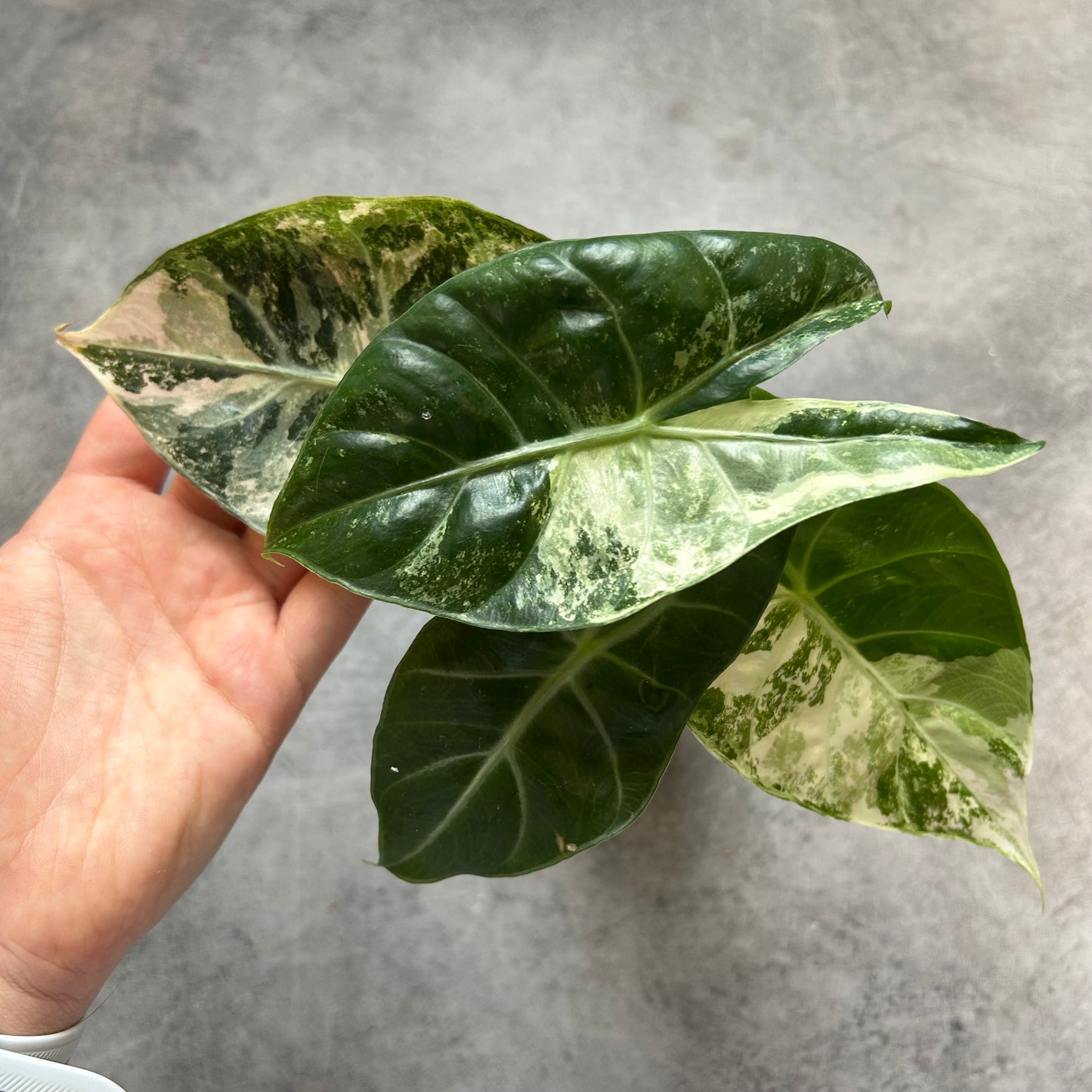 Alocasia Nairobi Nights Albo/Pink