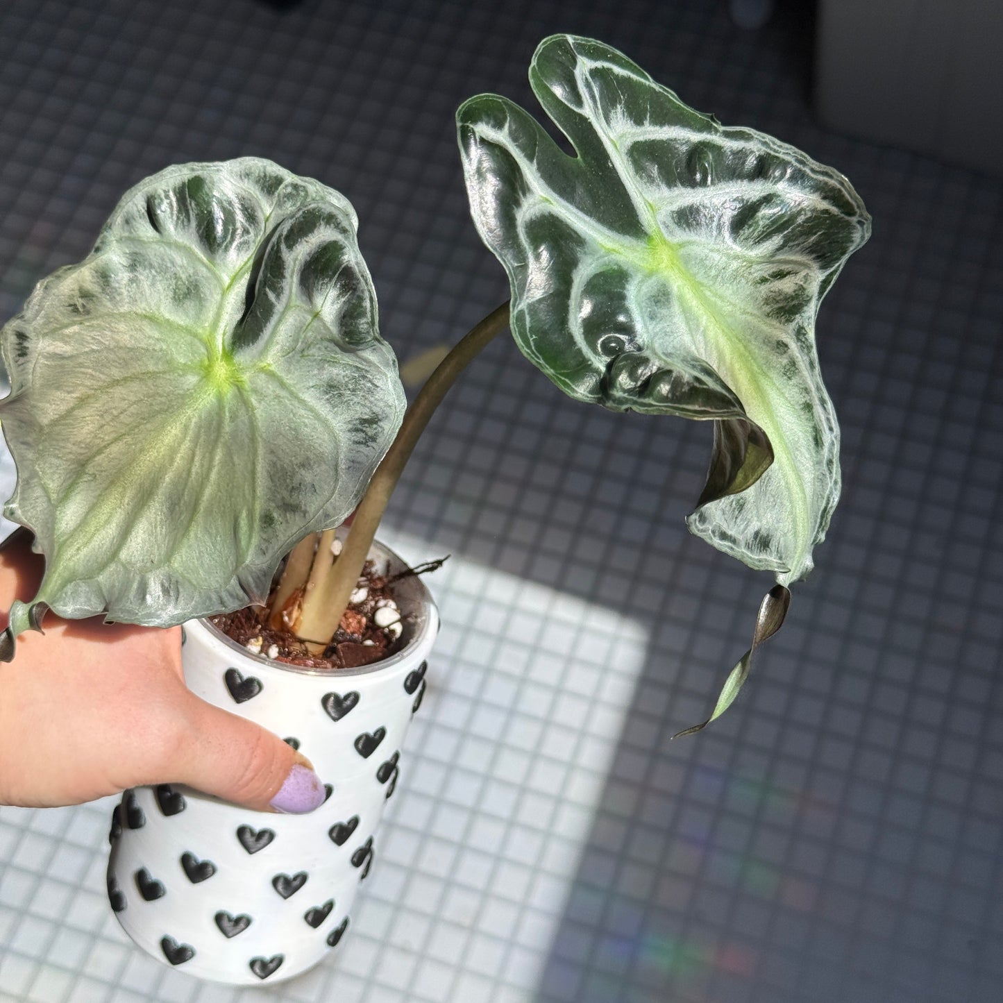 Alocasia Venom Rhizom