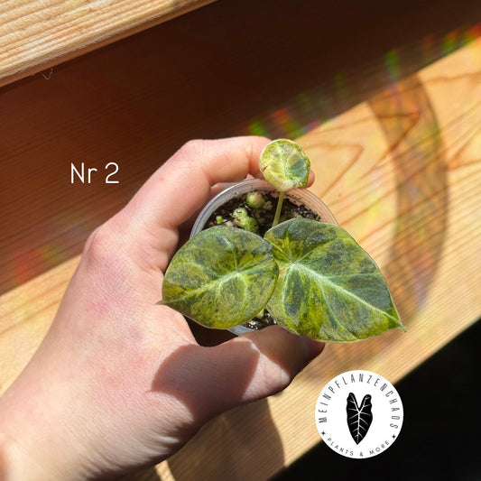 Alocasia Black Velvet Gold