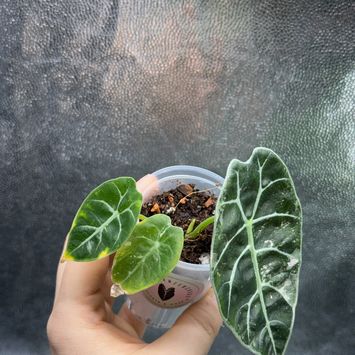 Alocasia Watsoniana Doff Pink
