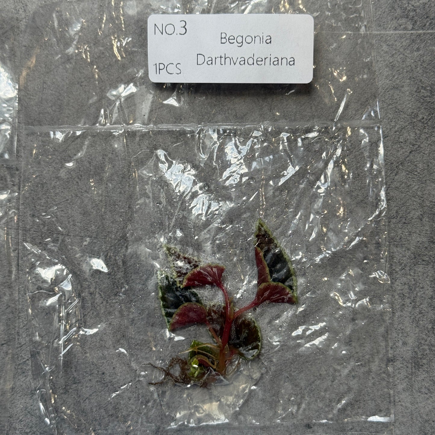 TC Begonia Darthvaderiana