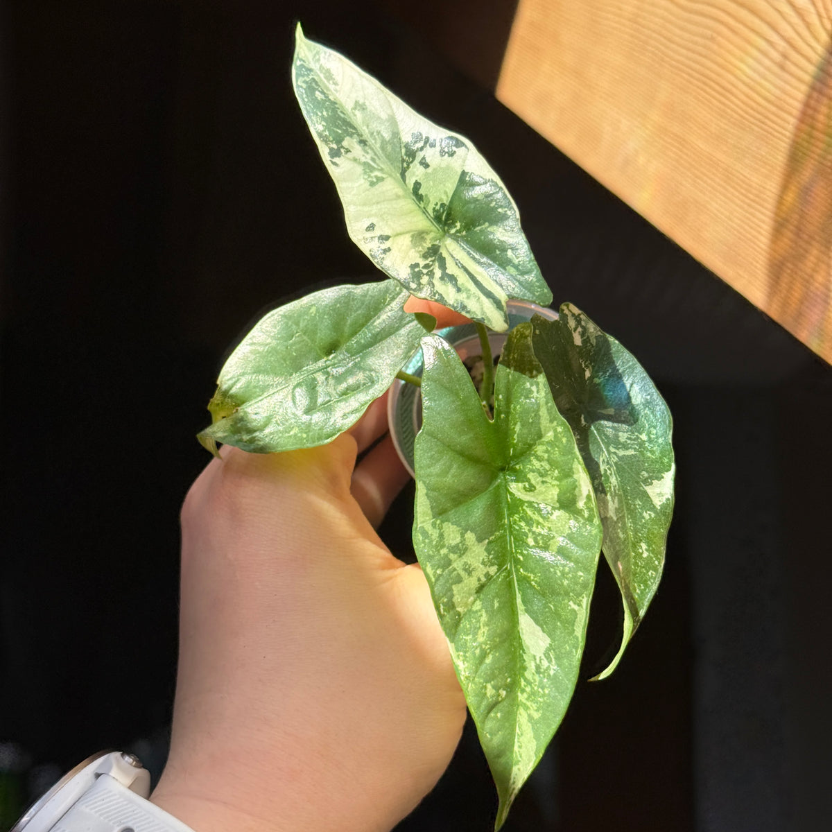 Alocasia Simpo Albo