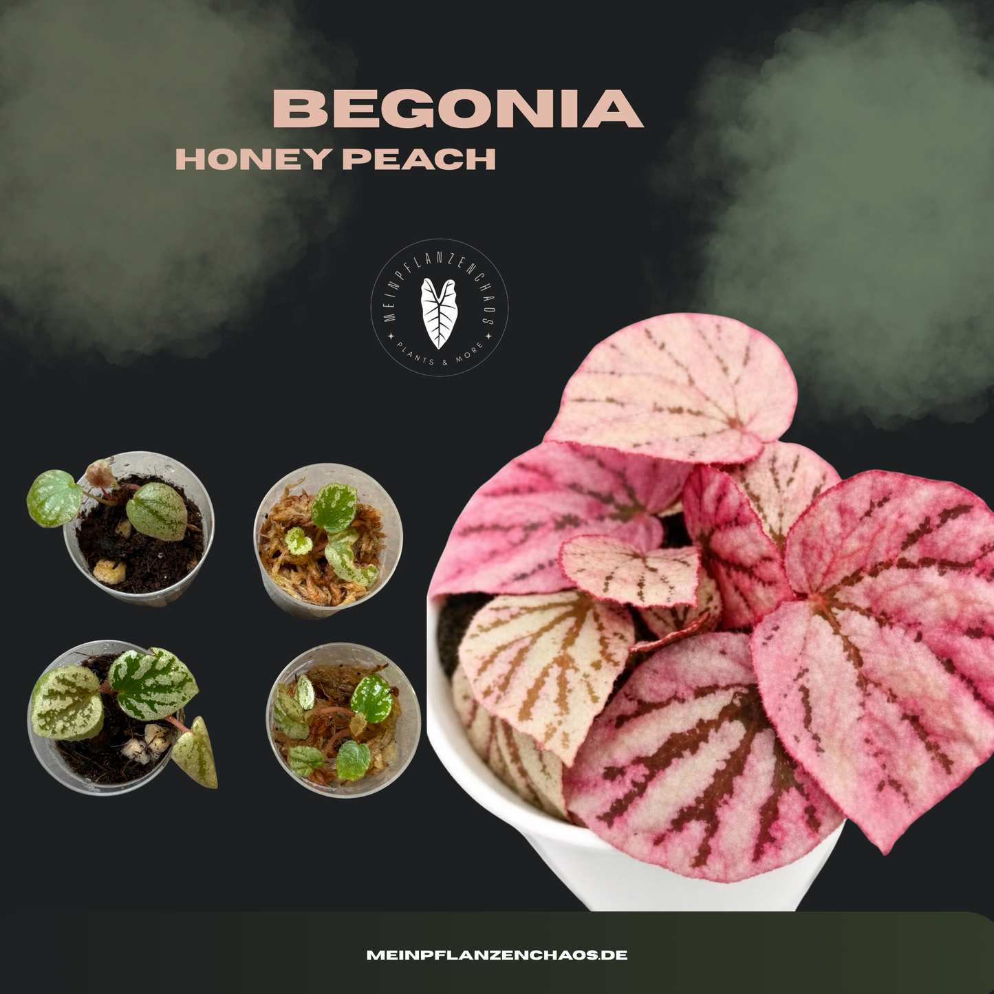 Begonia Honey Peach