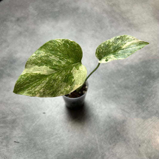 Monstera Legacy