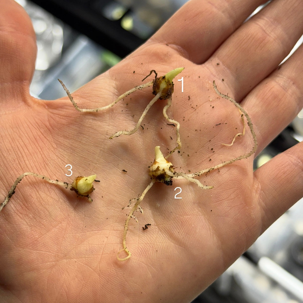 Alocasia Dorayaki Aurea Variegata bewurzeltes Rhizom