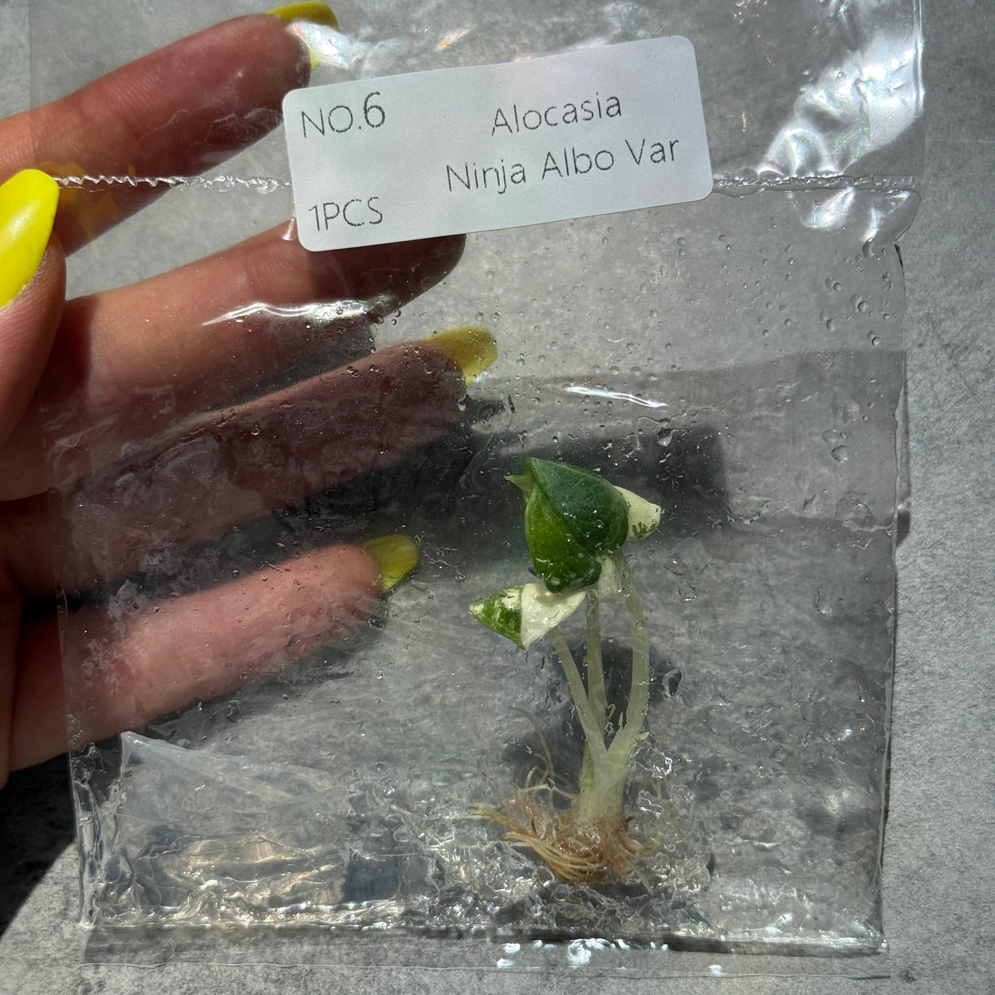 TC Alocasia Ninja True Albo