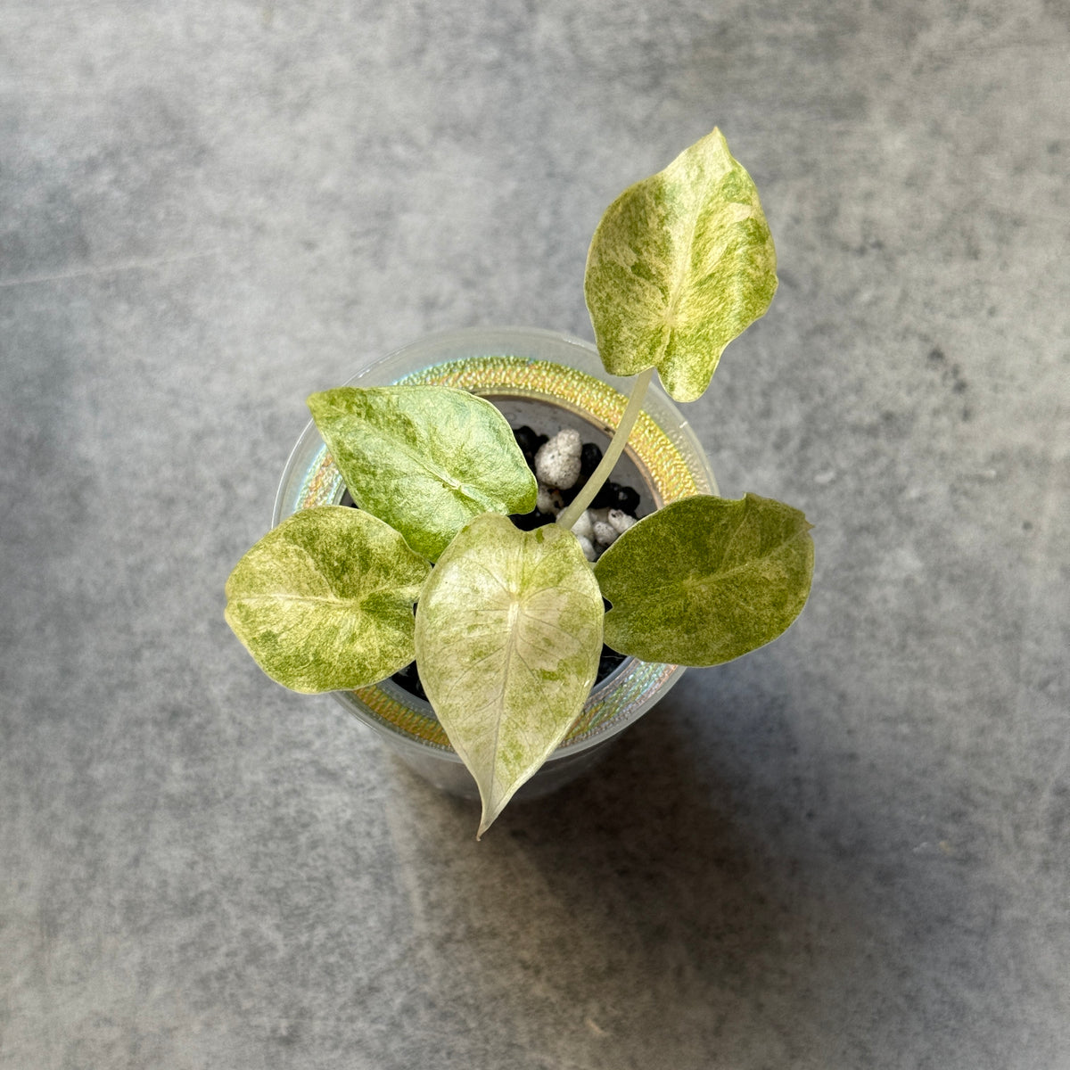 Alocasia Golden Bone Pink Marble
