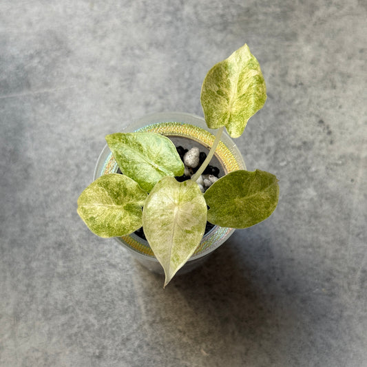 Alocasia Golden Bone Pink Marble