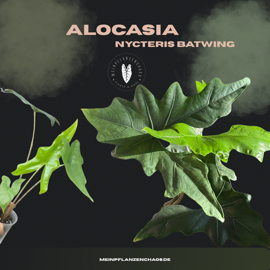 Alocasia Nycteris 'Batwing'
