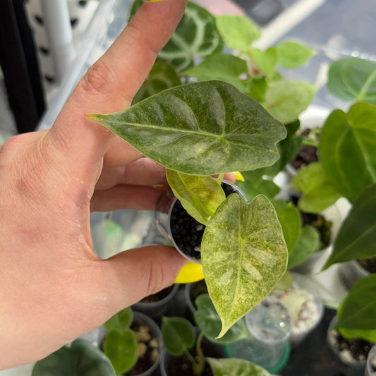 Alocasia Golden Bone Marble Var
