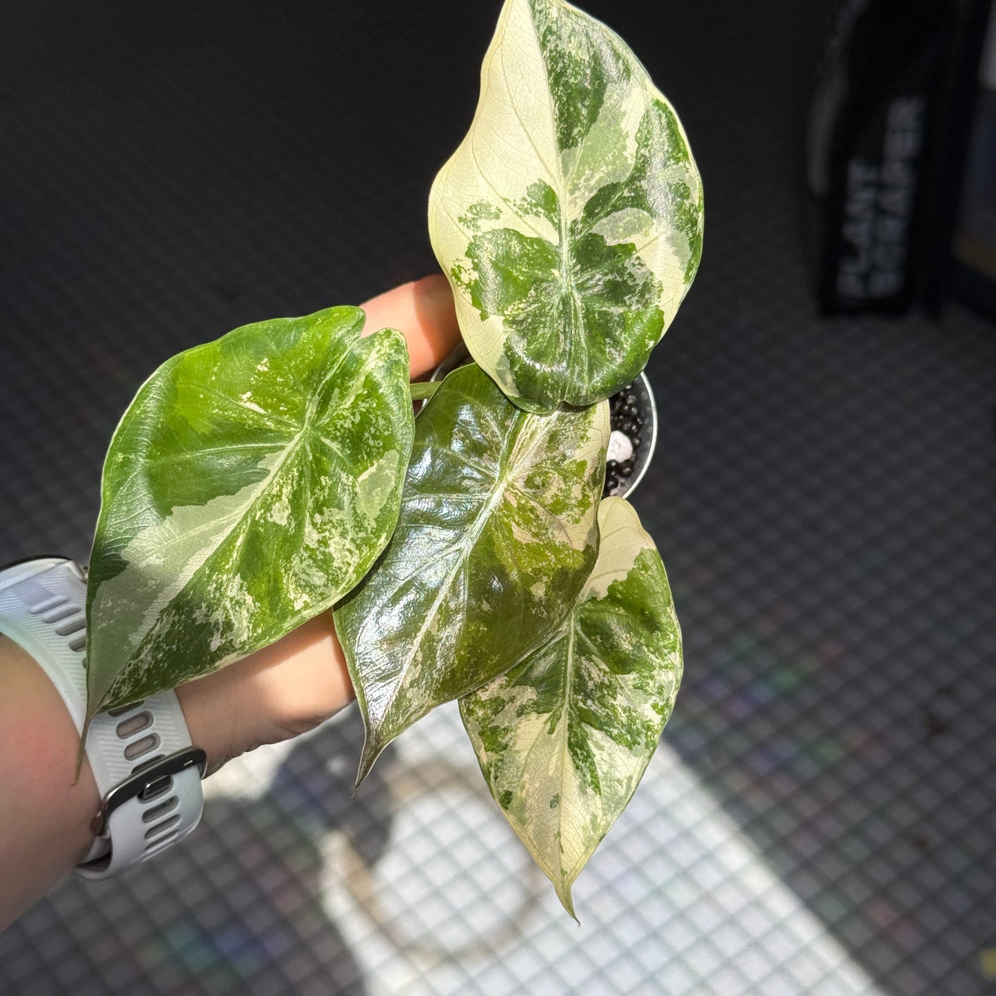 Alocasia Wentii Albo/Pink
