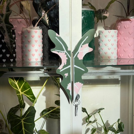 Vitrinengriffe Alocasia Nobilis Pink Variegata
