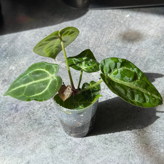 Anthurium Black Blush X Red Heart X Tezula Red Crystallium
