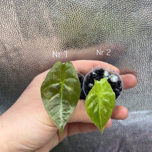 Alocasia Golden Bone Marble Var