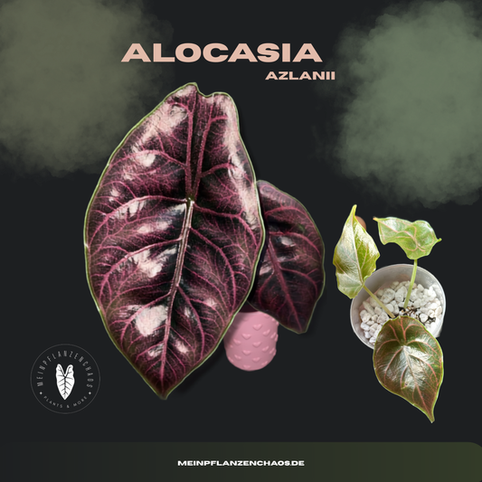 Alocasia Azlanii