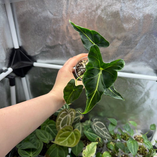 Alocasia Frydek Tattoo