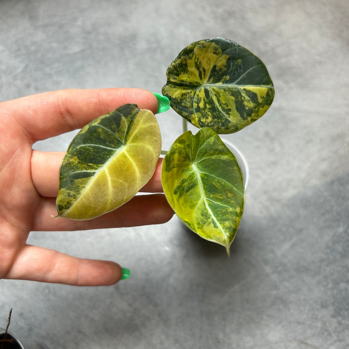 Alocasia Black Velvet Gold