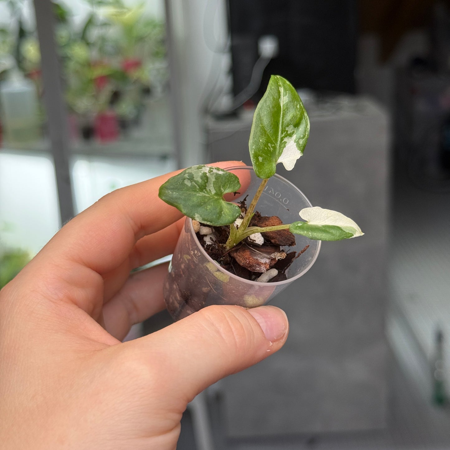 Alocasia Lauterbachiana Albo
