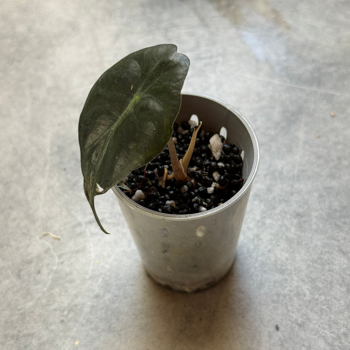 Alocasia Venom