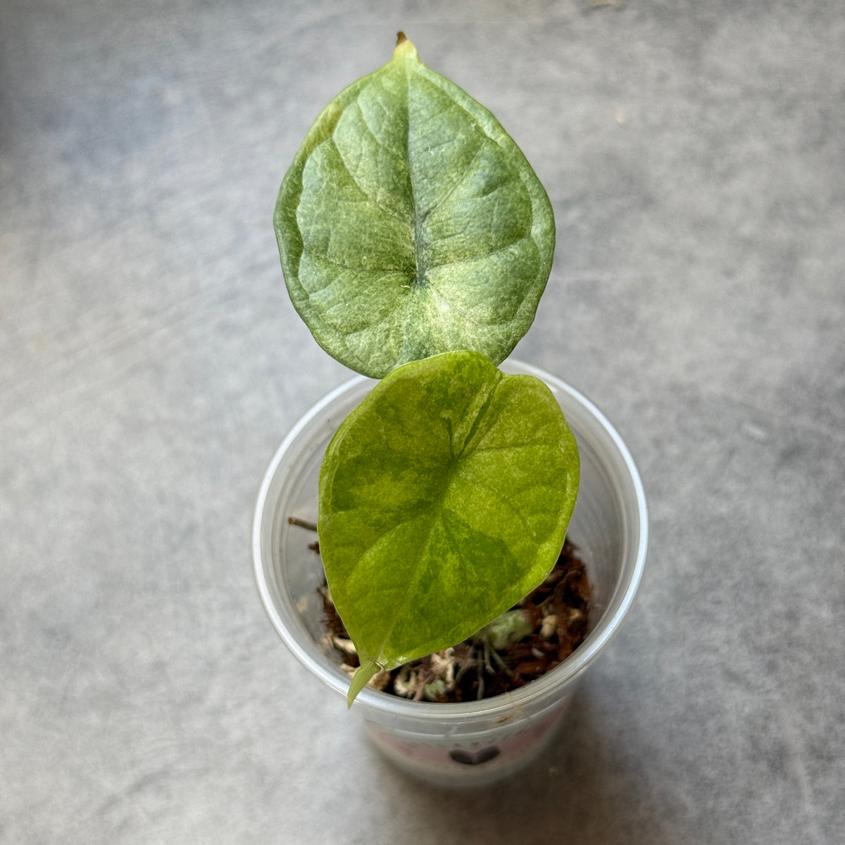 Alocasia Dragon Scale Albo