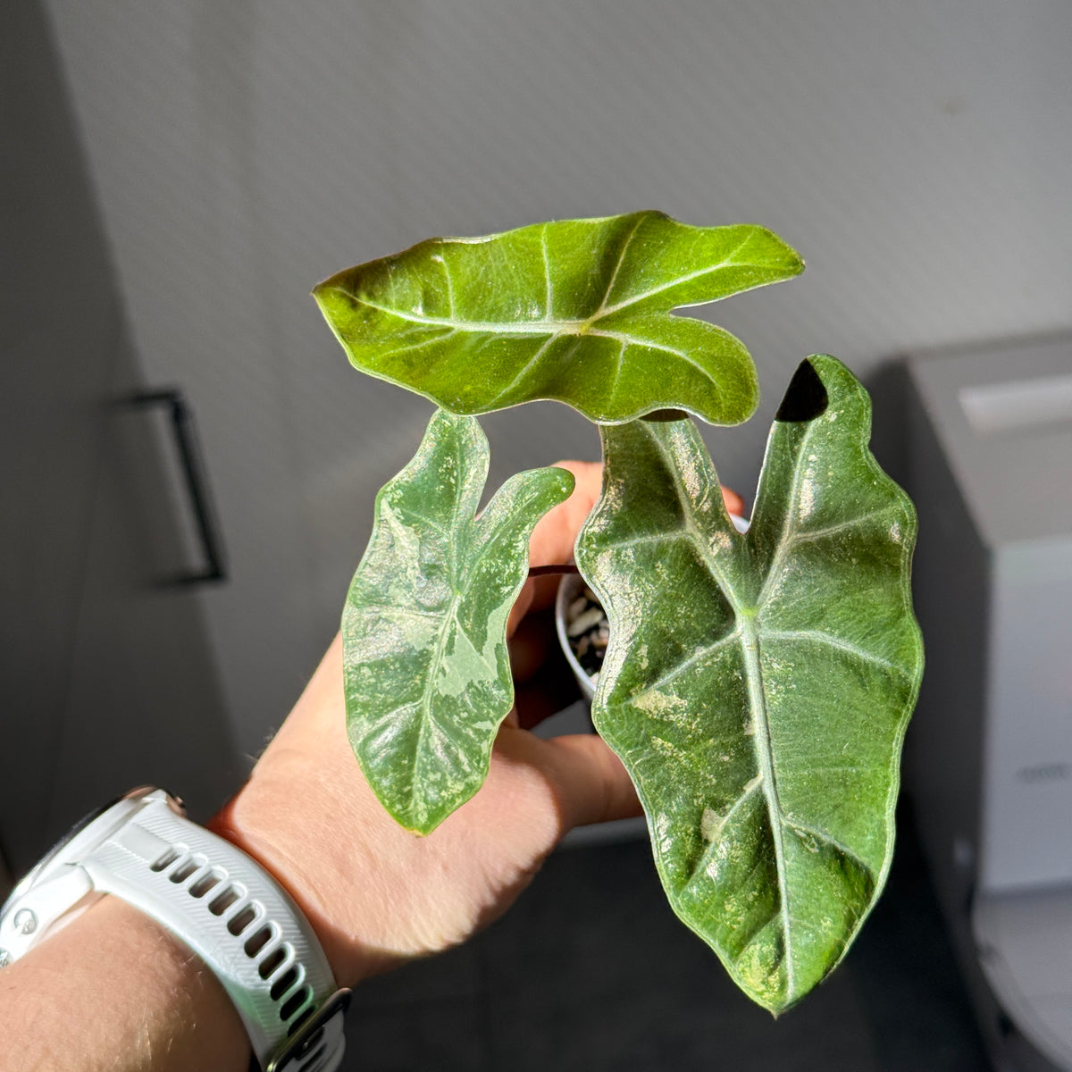 Alocasia Pseudosanderiana Pink