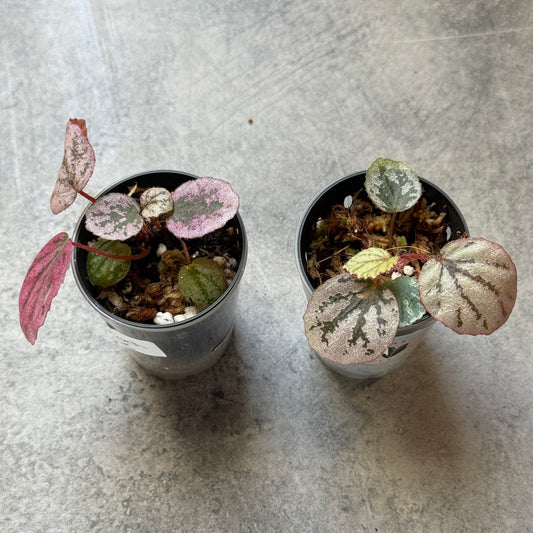 Begonia Honey Peach