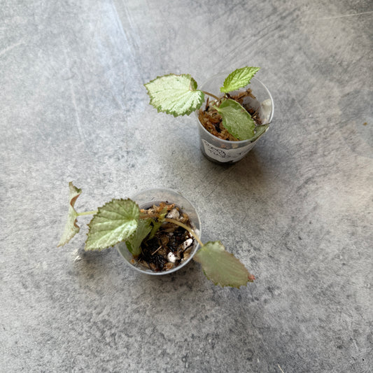 Begonia Two Face