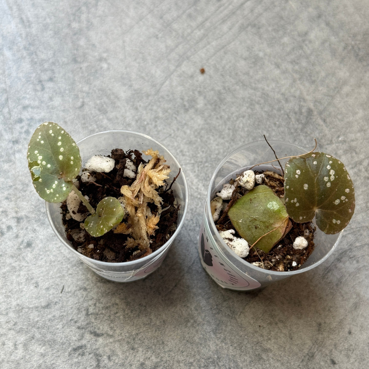 Begonia Pandora