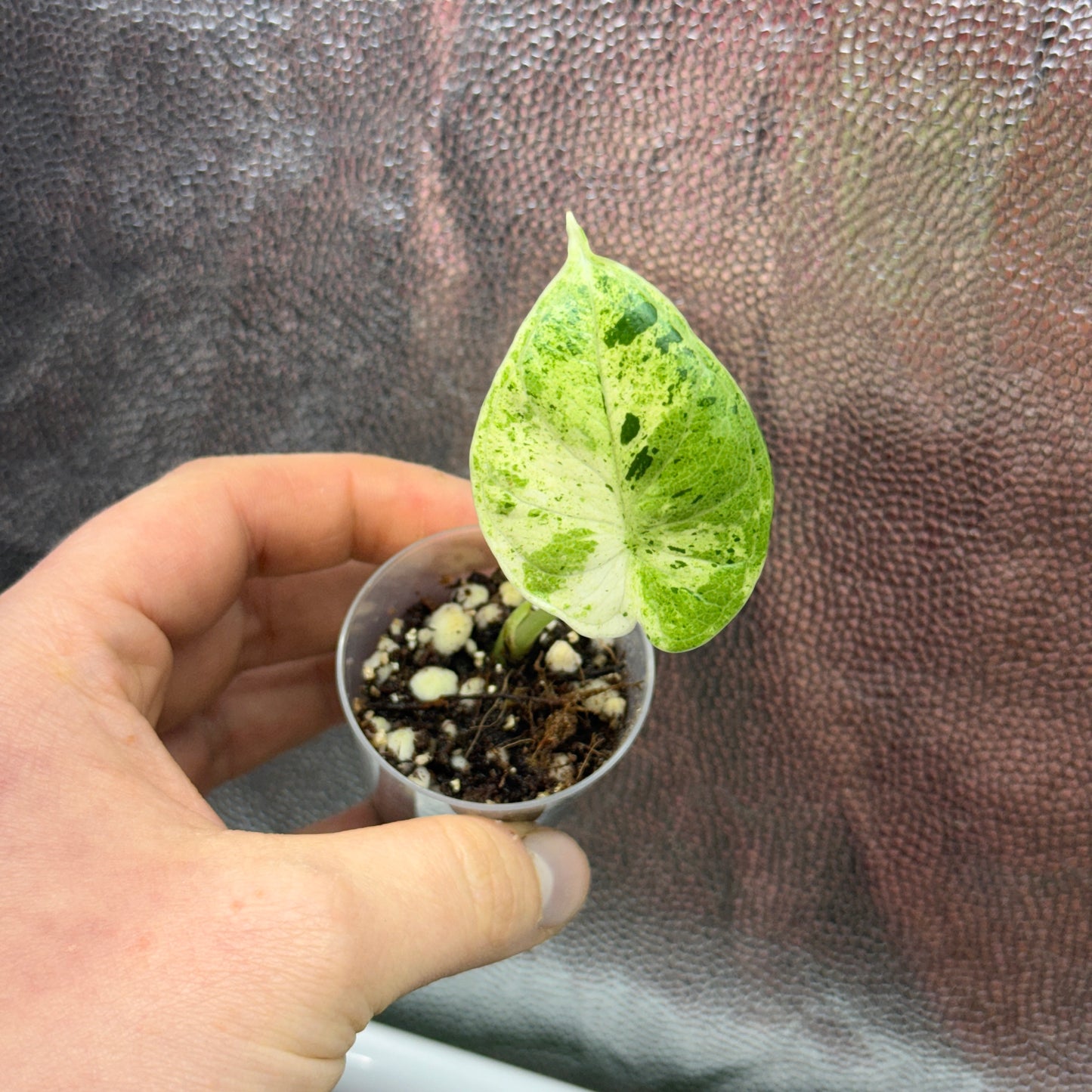Alocasia Dragon Scale Mint