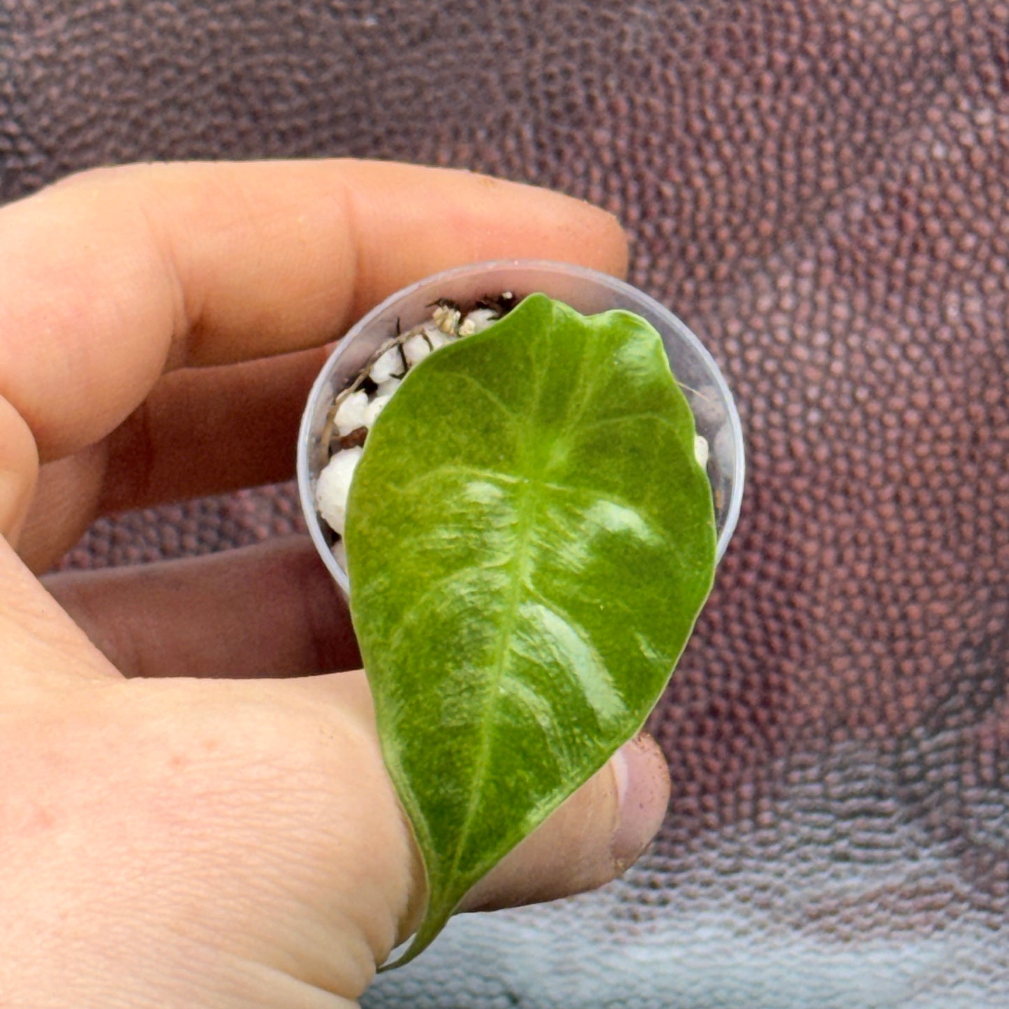 Alocasia Golden Bone Marble Var