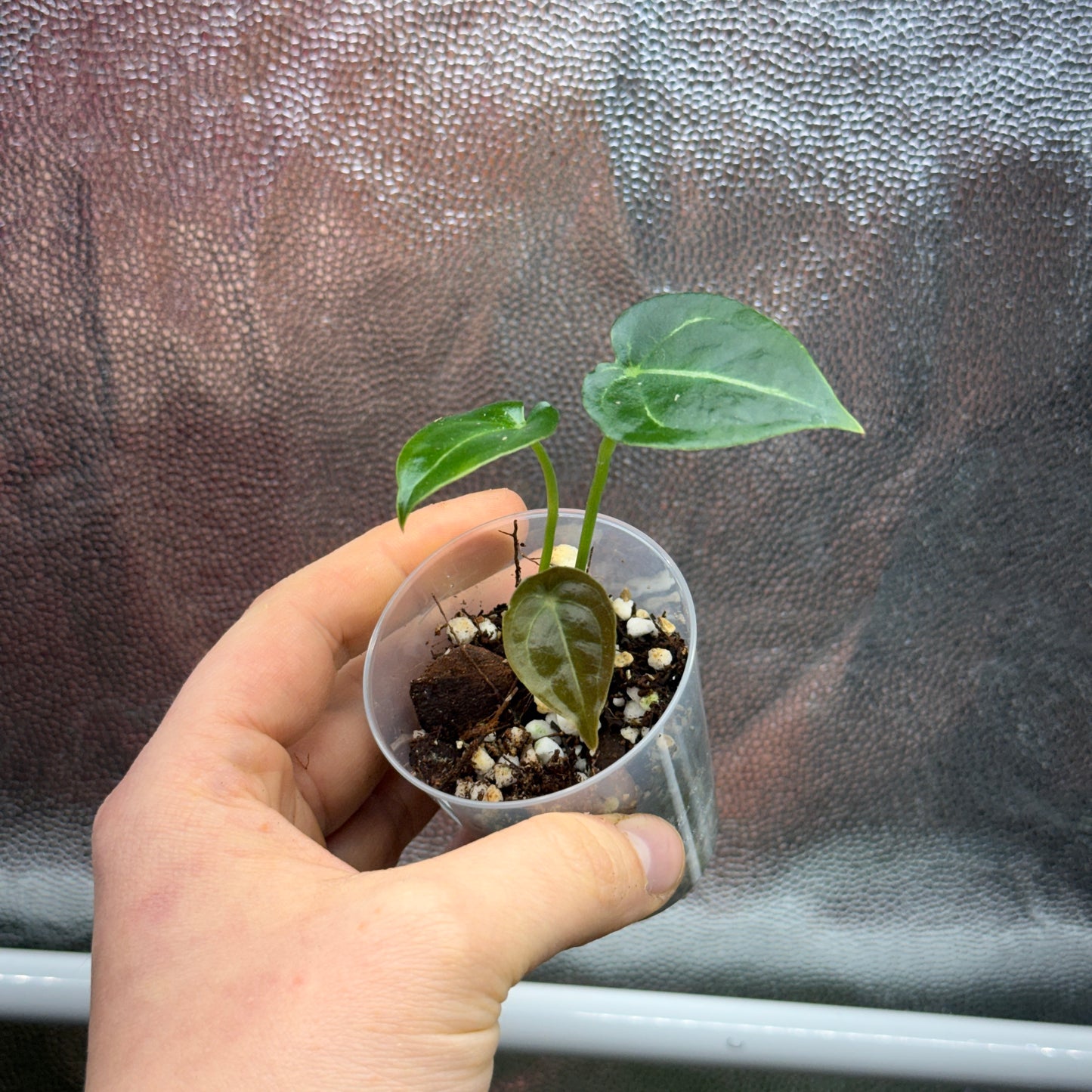 Anthurium Besseae x forgetii