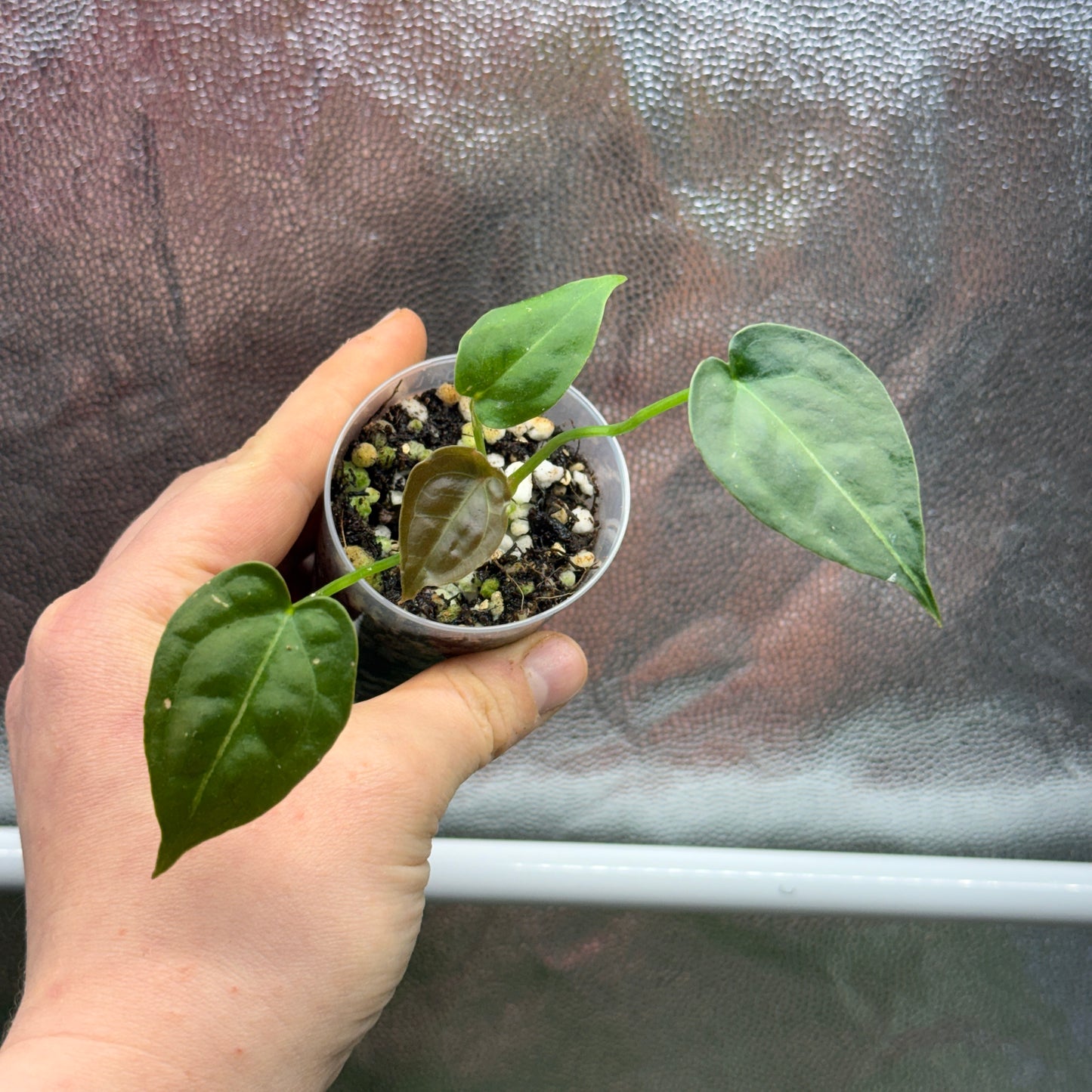 Anthurium Besseae x forgetii