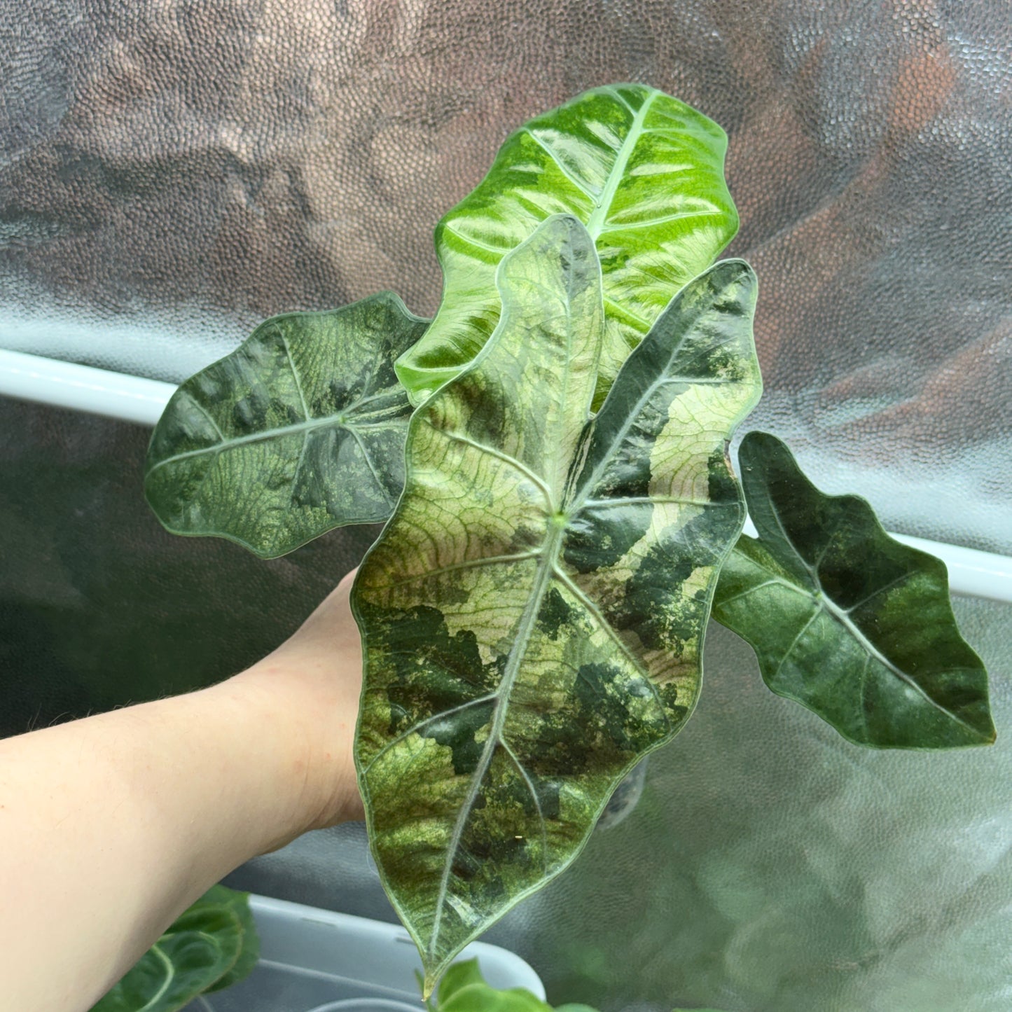 Alocasia Pseudo Sanderiana Variegata