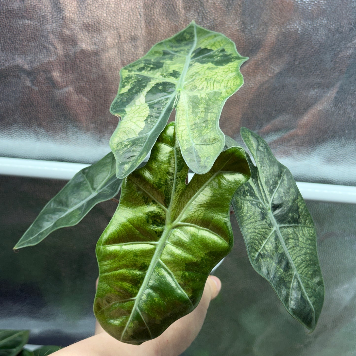 Alocasia Pseudo Sanderiana Variegata
