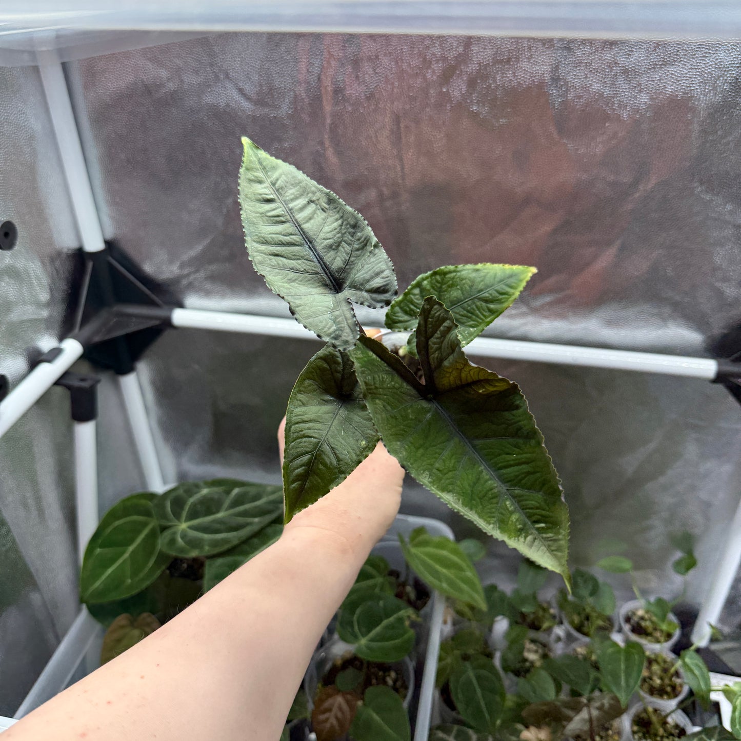 Alocasia Olanii