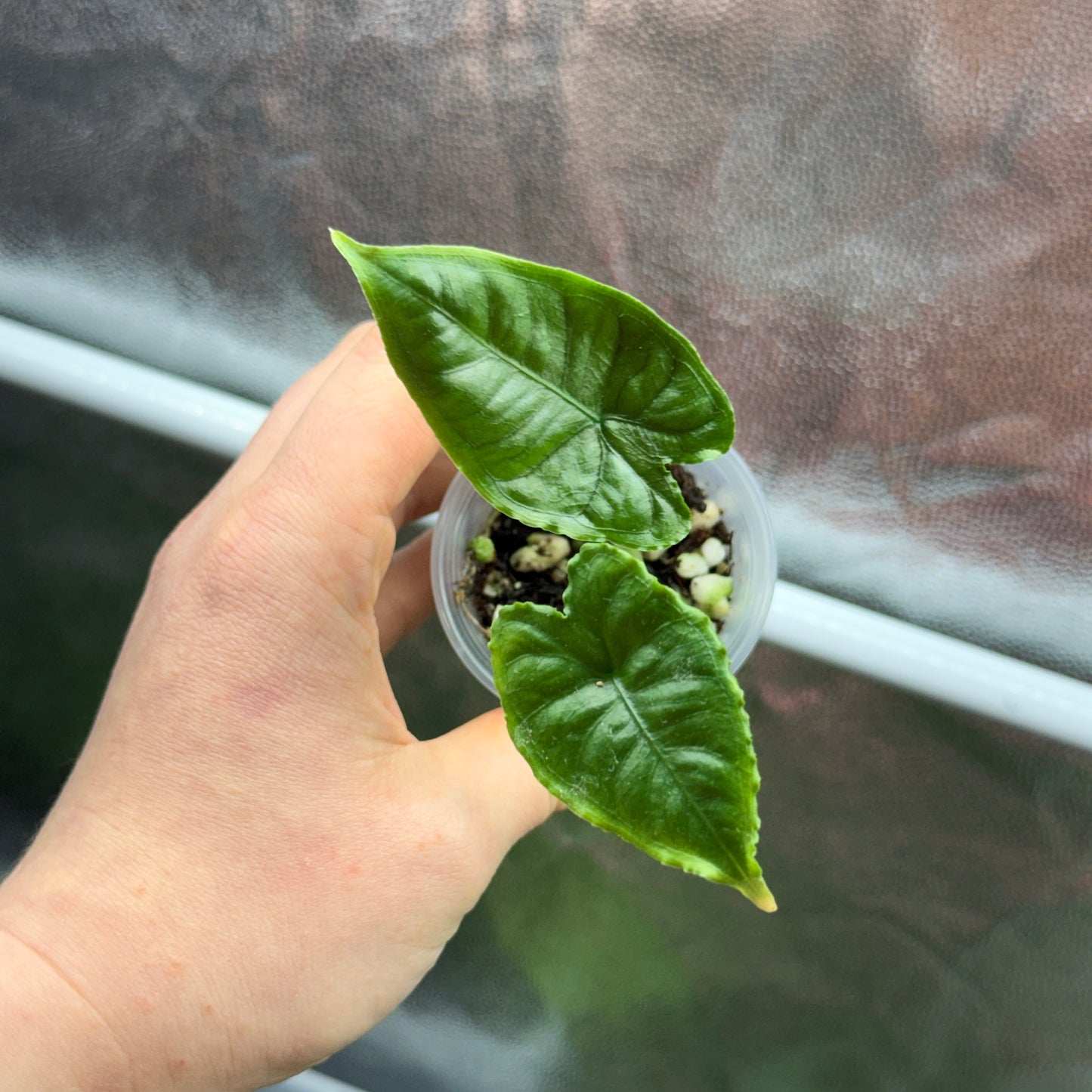 Alocasia Olanii