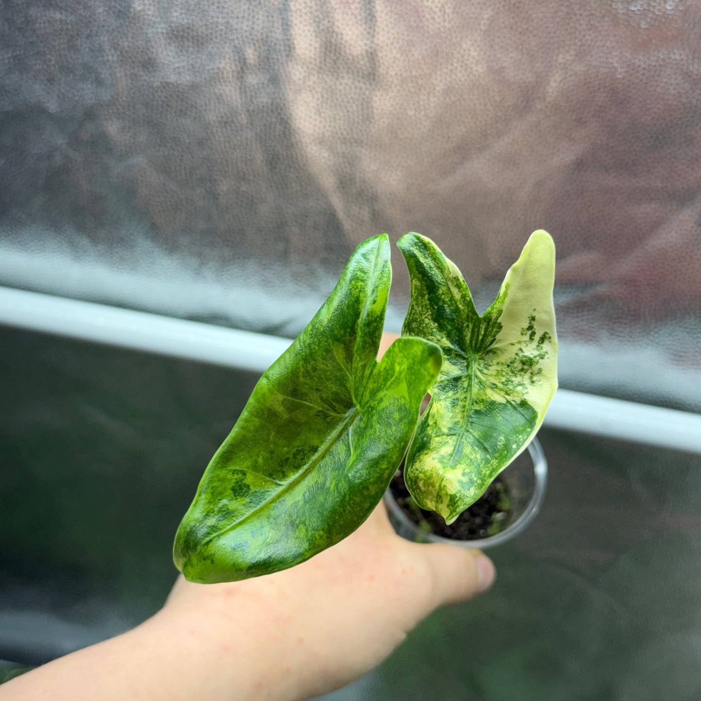 Alocasia Zebrina Aurea Sad