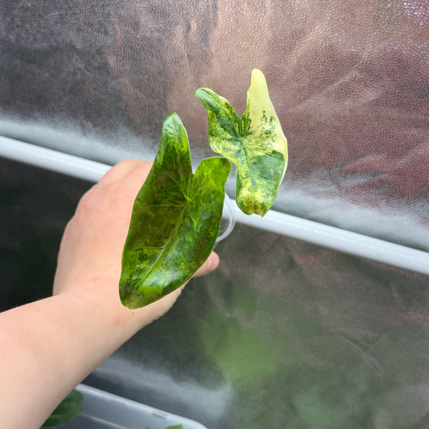 Alocasia Zebrina Aurea Sad