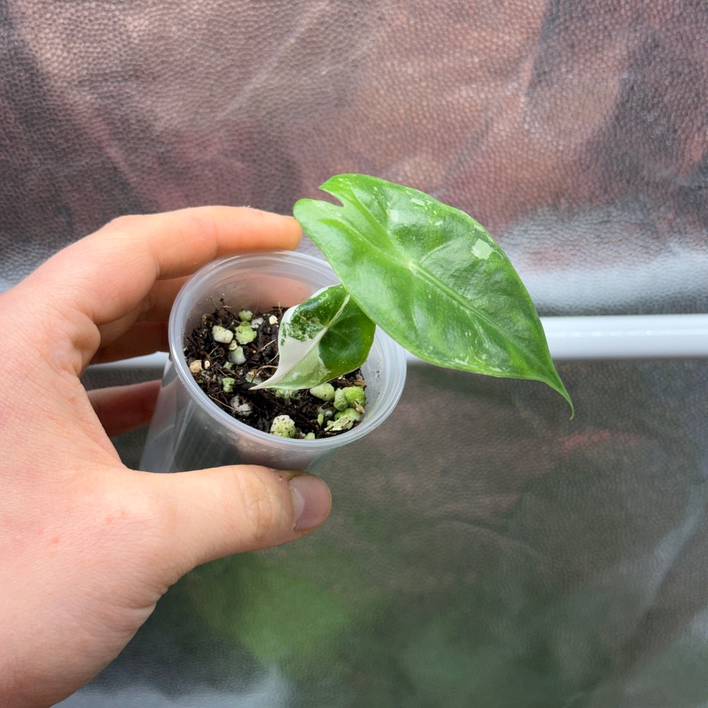 Alocasia Pink Dragon Albo