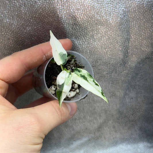 Alocasia Green Bambino Albo Variegata