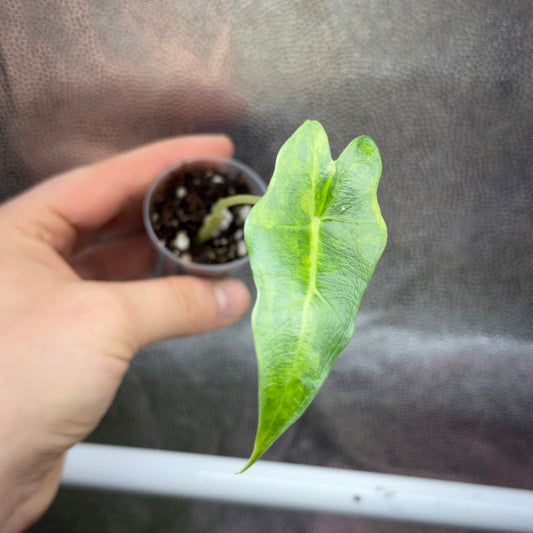 Alocasia Sarian Aurea
