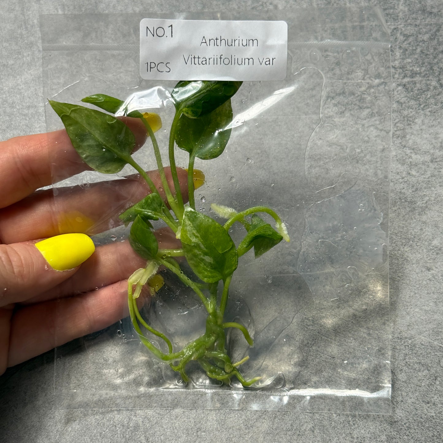 TC Anthurium Vittariifolium var