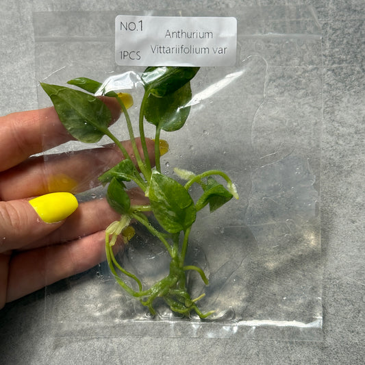 TC Anthurium Vittariifolium var