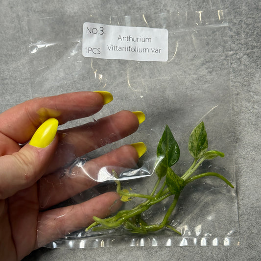 TC Anthurium Vittariifolium var
