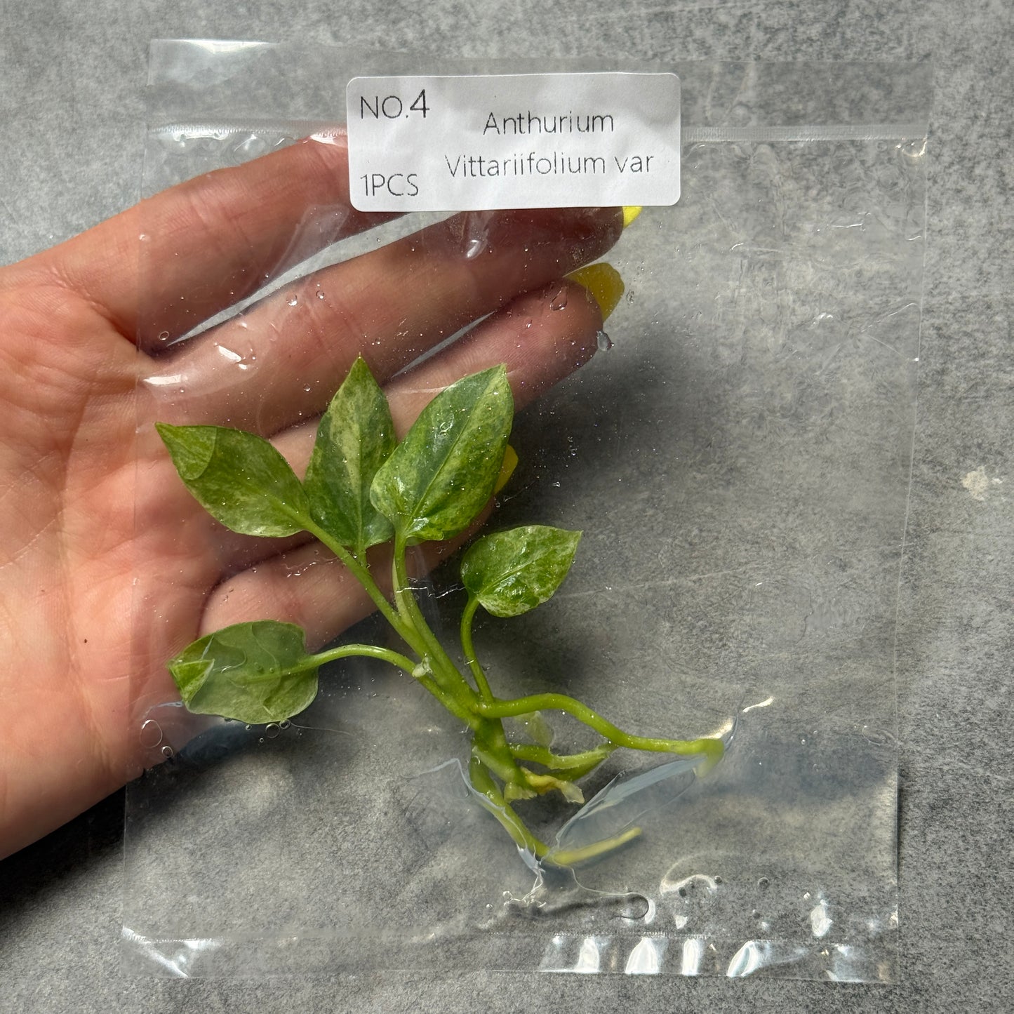 TC Anthurium Vittariifolium var
